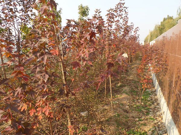 紅點紅楓