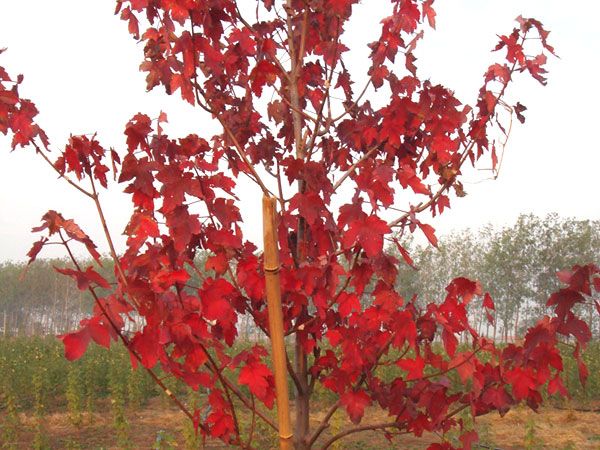 紅點紅楓