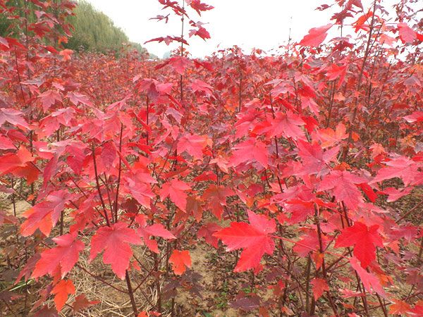 紅點紅楓