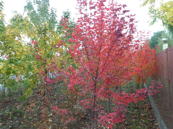 紅點紅楓