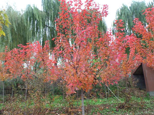 紅點紅楓
