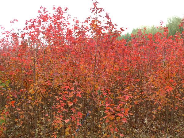 紅點紅楓
