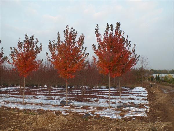 紅點(diǎn)紅楓