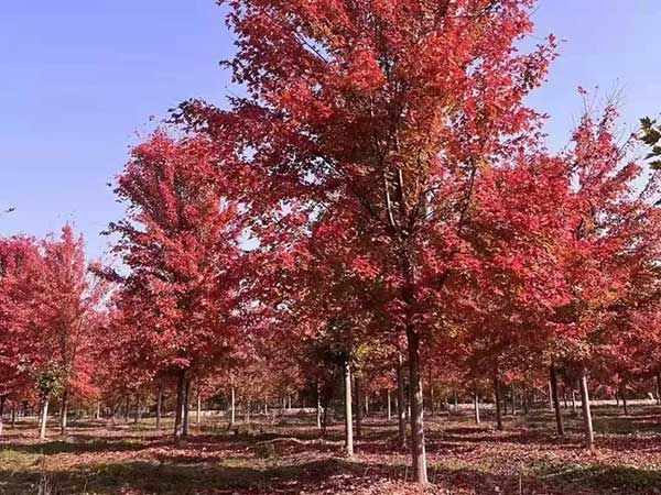 美國(guó)紅楓